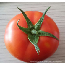 RT09 Meiyu сильнее устойчив TYLCV способность гибридные семена томатов продажа